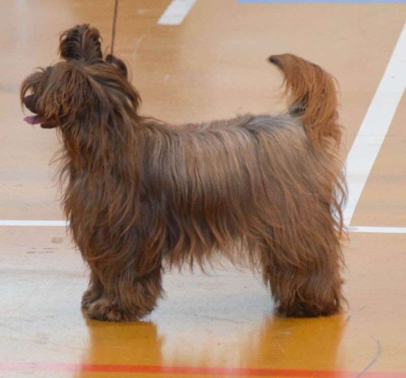 Shanel Coco Mademoiselle Ruah-in-vifaniya