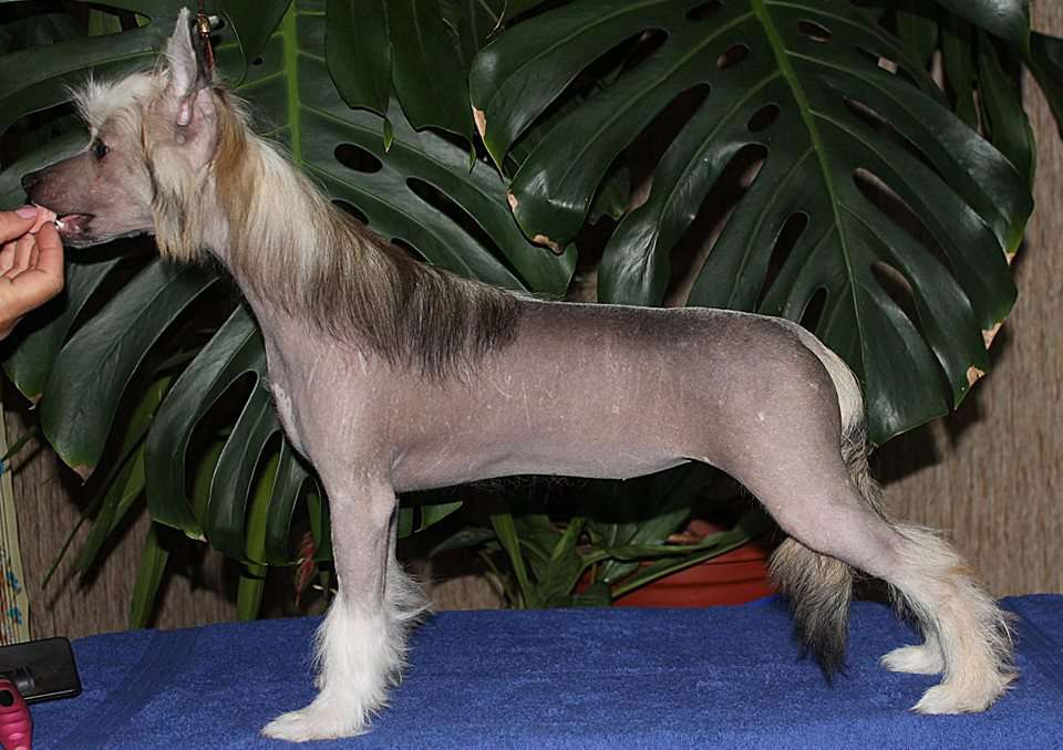 Hohlaty Glamour Ambition