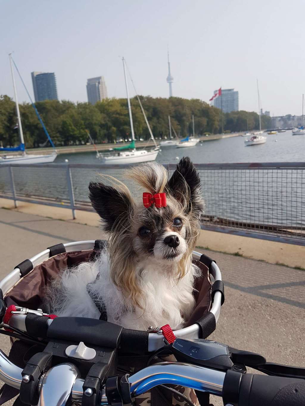 Altacrest's Lasting Memories