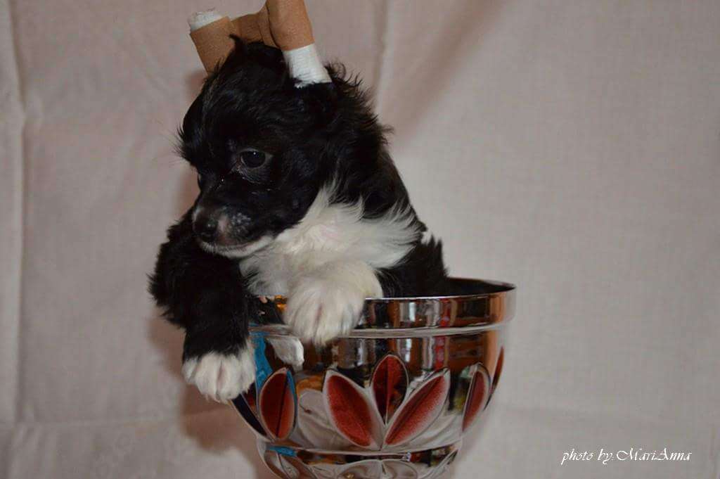 Andrea Gyöngye Appolon Atlas