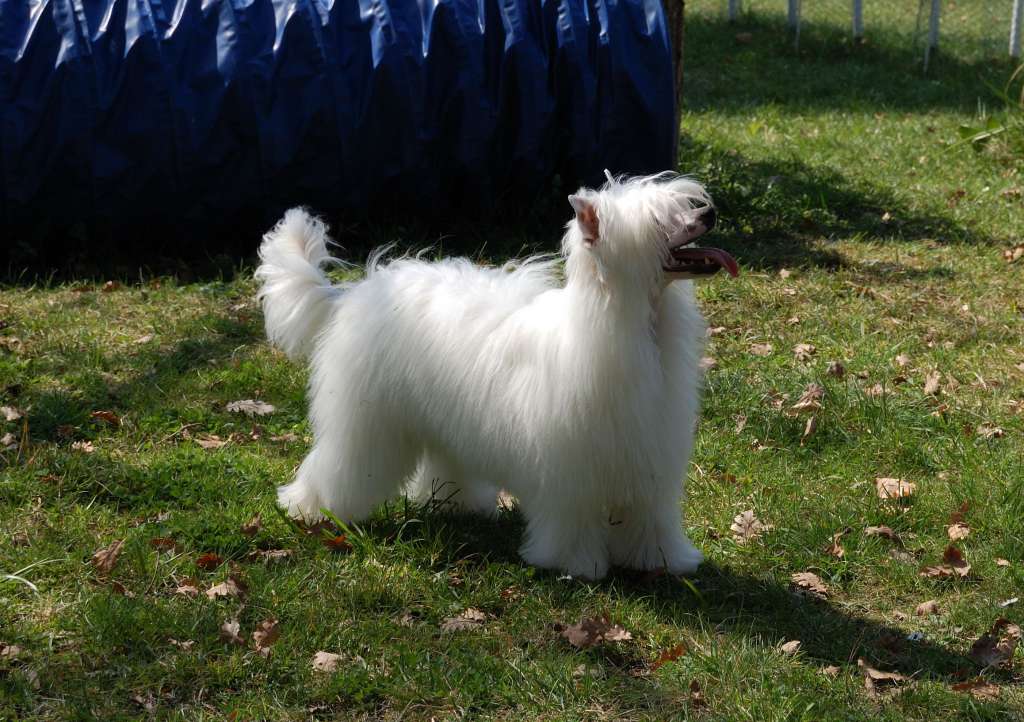 Good Look Kokeshi' c Dogs