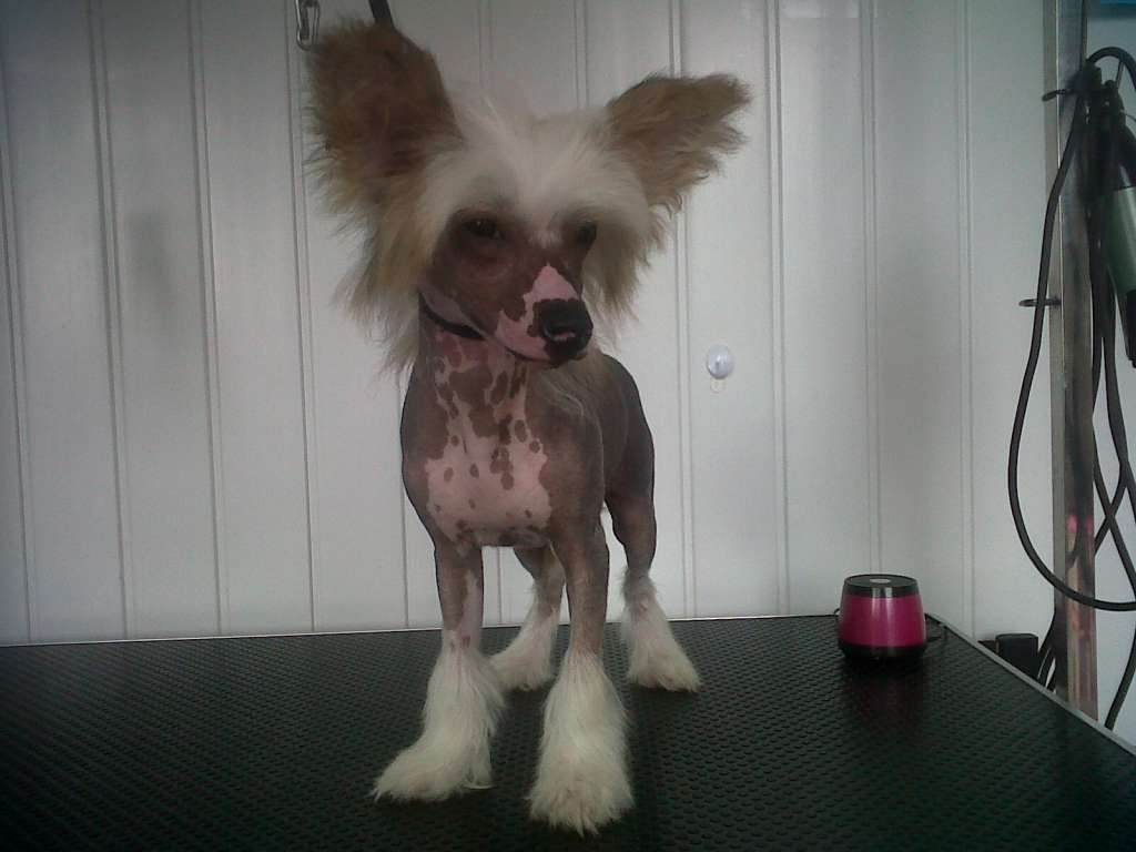 SIGYNS Moonshine Pharoh