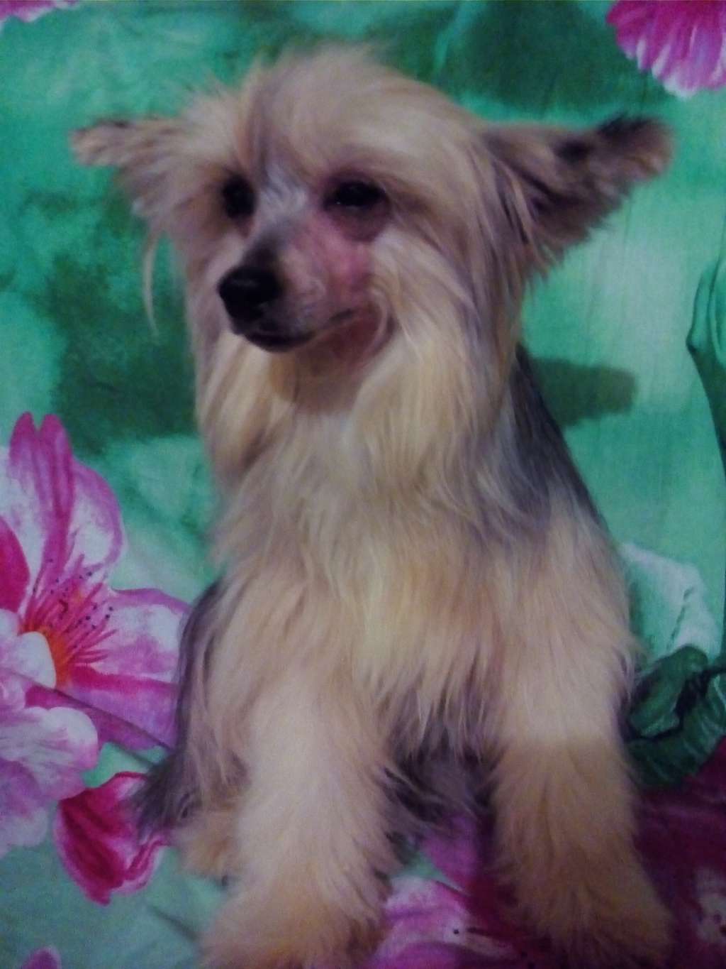 Prince Of Persia  (pra / pll clear)