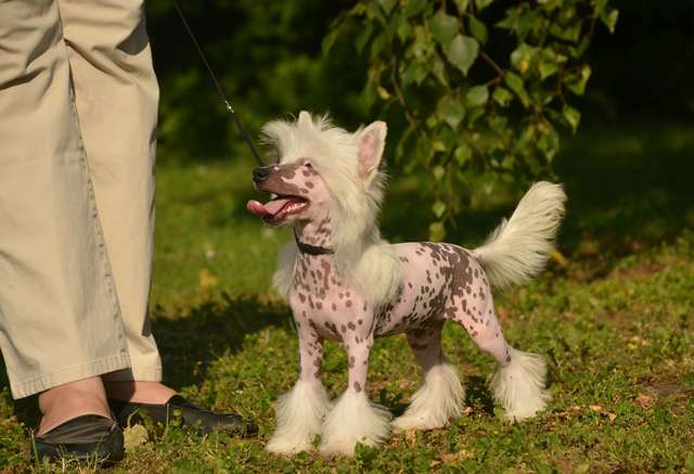 Golden Diamond Cresteds Go Sissi Go