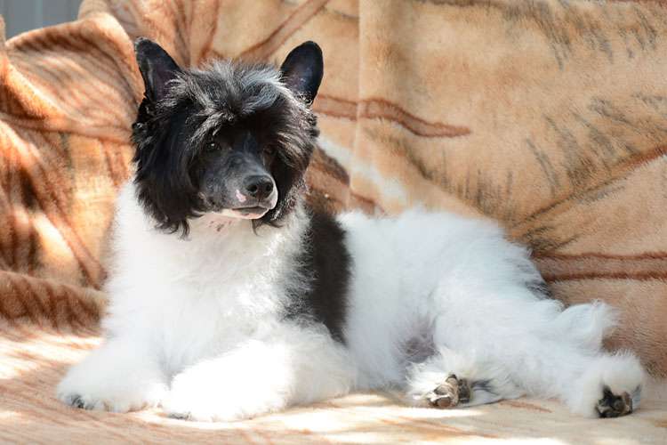 Danika Star Impressive Puff