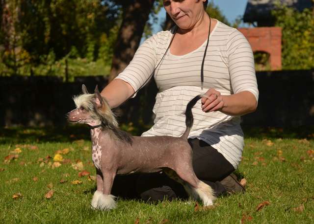 Golden Diamond Cresteds Segall