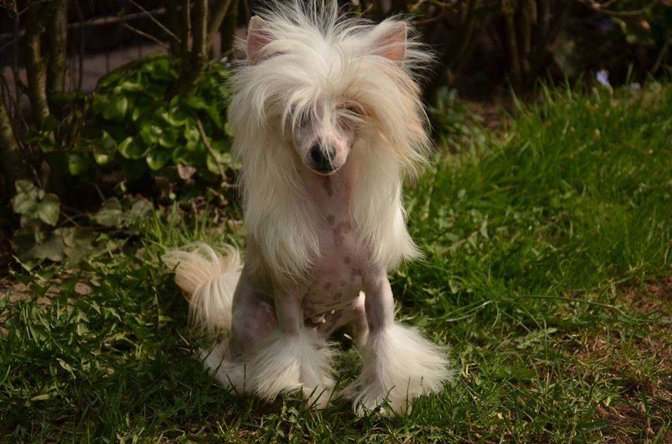 Golden Diamond Cresteds Mikkelina