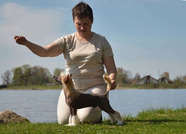 Golden Diamond Cresteds Getwick