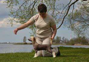 Golden Diamond Cresteds Goldeneye