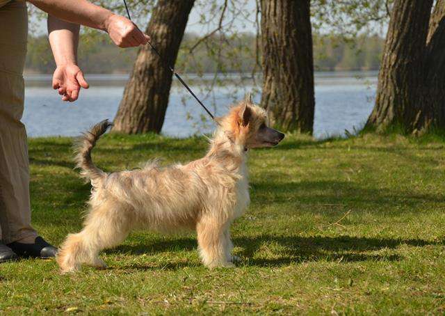 Golden Diamond Cresteds Guggenhaim