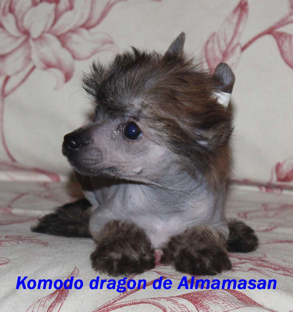 Komodo dragon de Almamasan