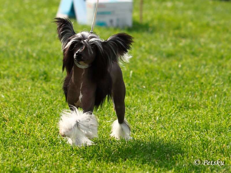 Jamming's Eve The Black Pearl