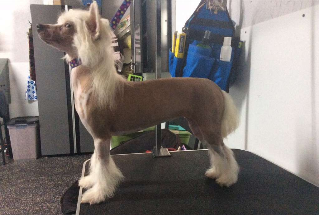 Rock Star's Shades of Gold