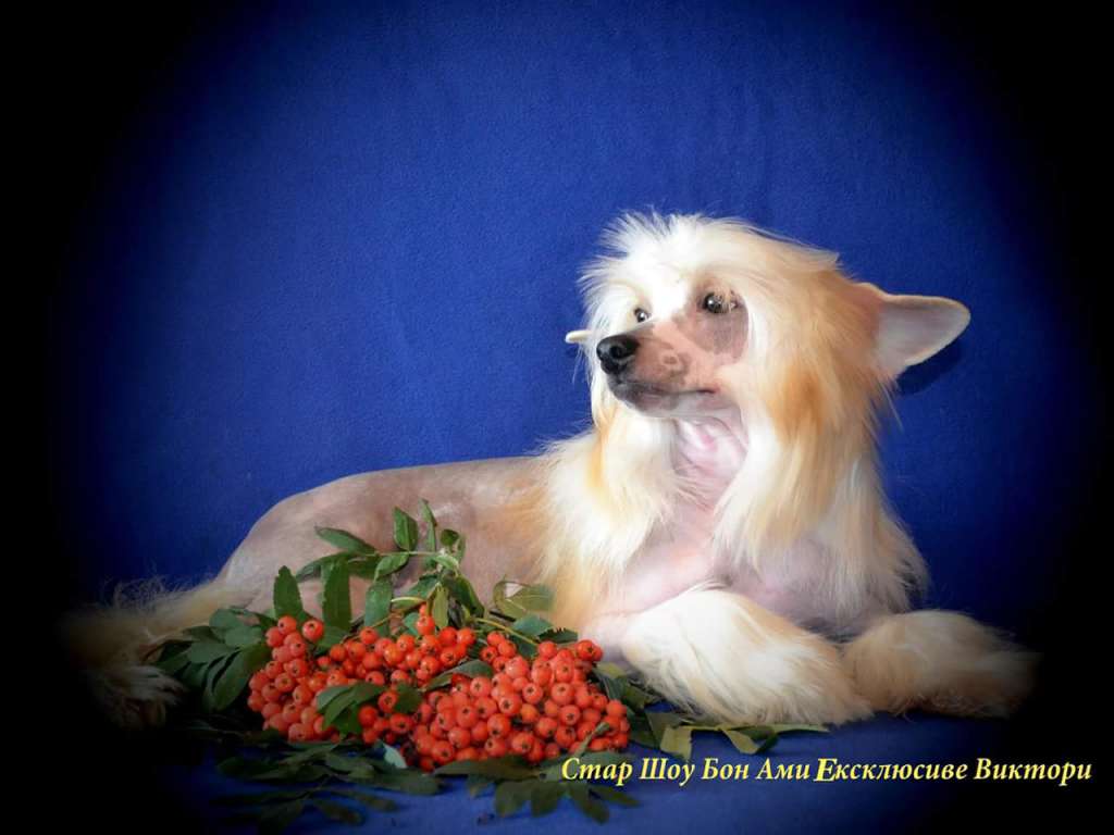 Star Show Bon Ami Exclusive Victory