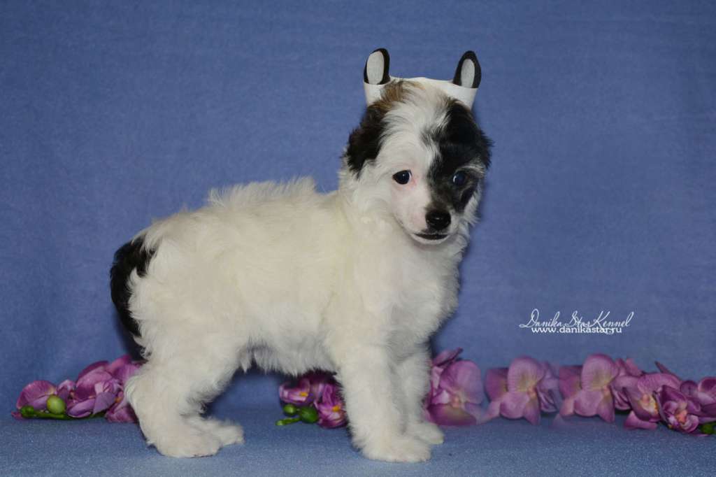 Danika Star Inimitable Boy