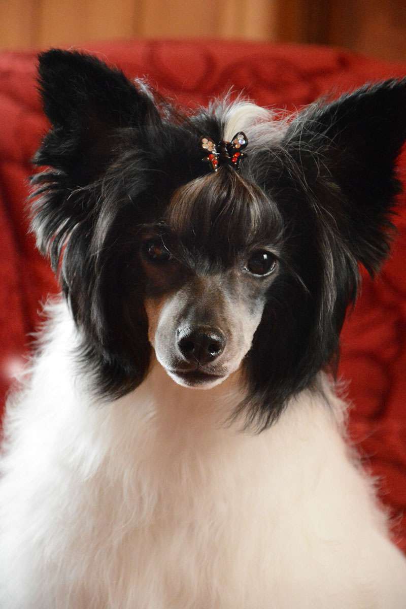 Danika Star Innocent Angel