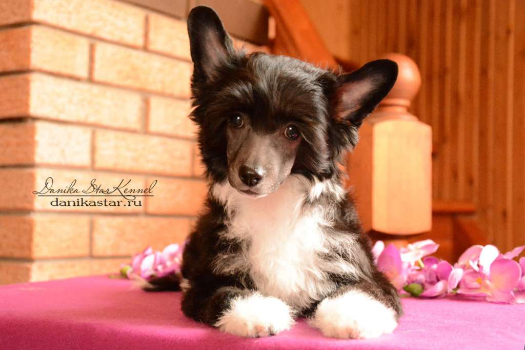 Danika Star Easten Tale