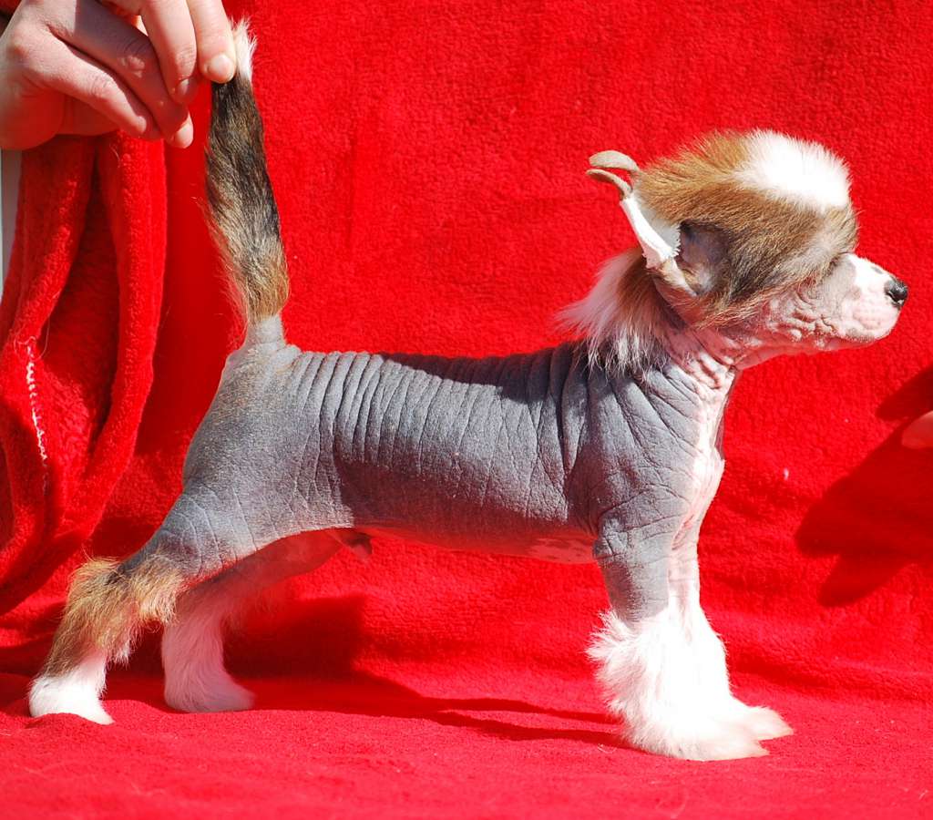 Little Dog Of Dream Mr Boss