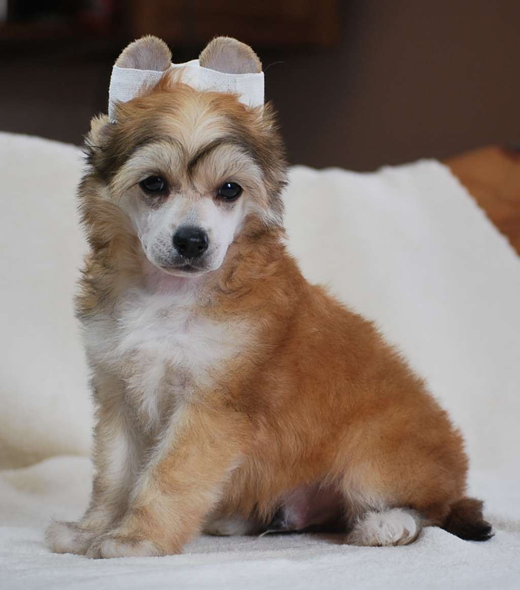 Little Dog Of Dream Mr Skipper