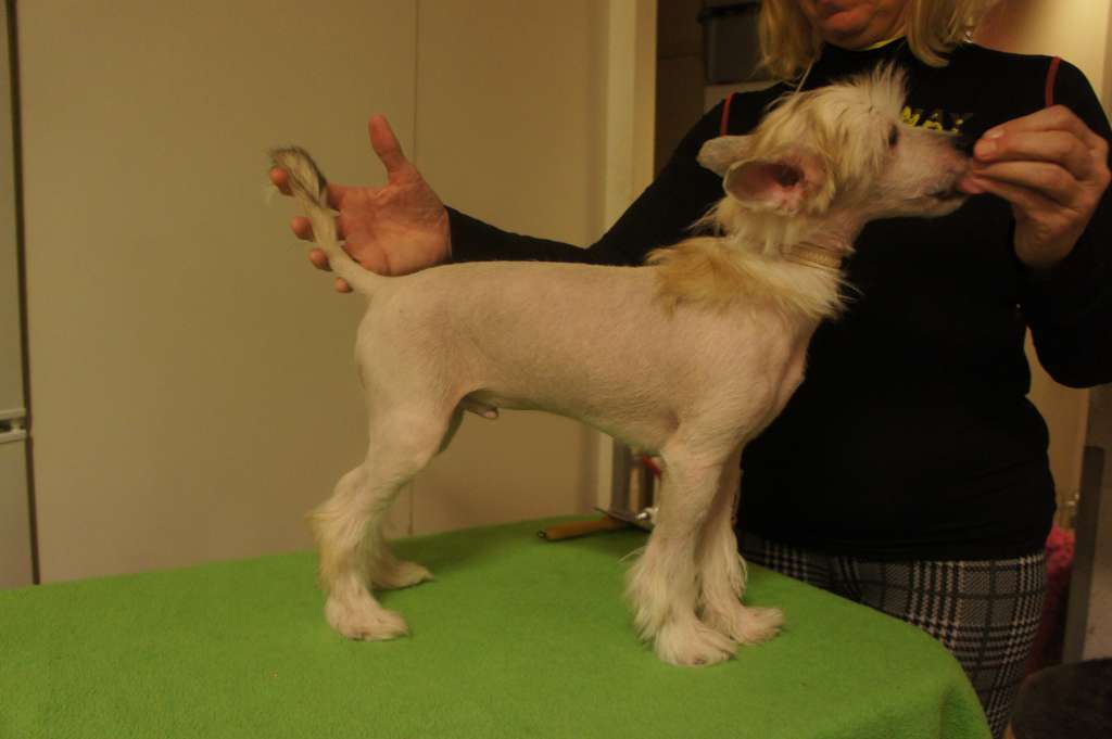 Ying Yang's Eye Of The Tiger