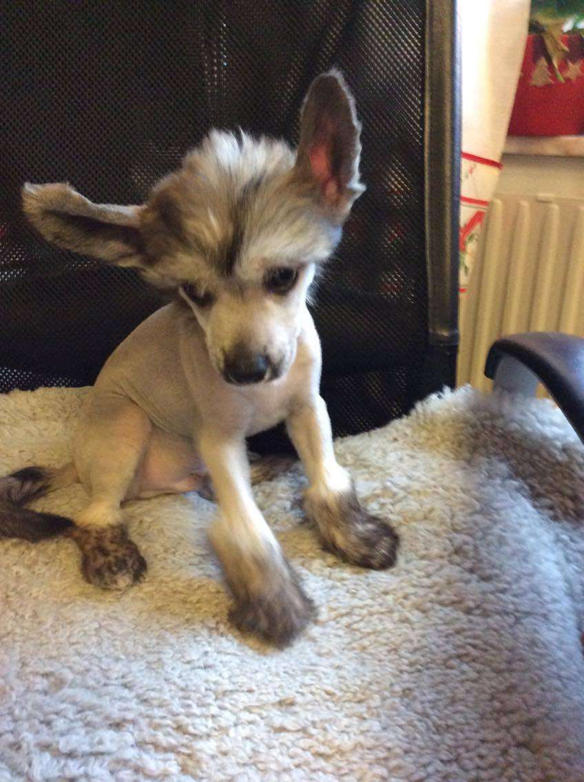 Ying Yang's Escape From Alcatraz