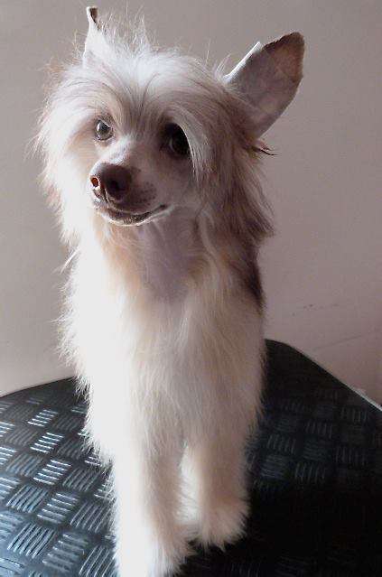 Taï Mandchou's Lord Templar