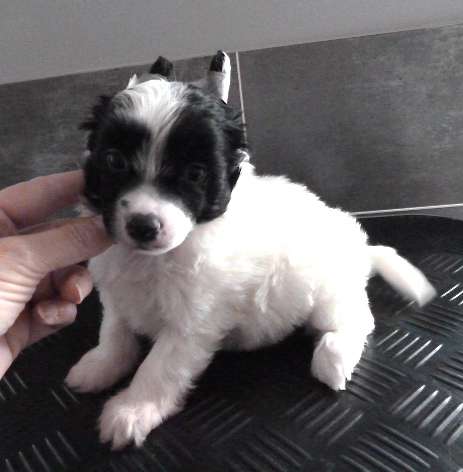 Taï Mandchou's Lucius Teddy