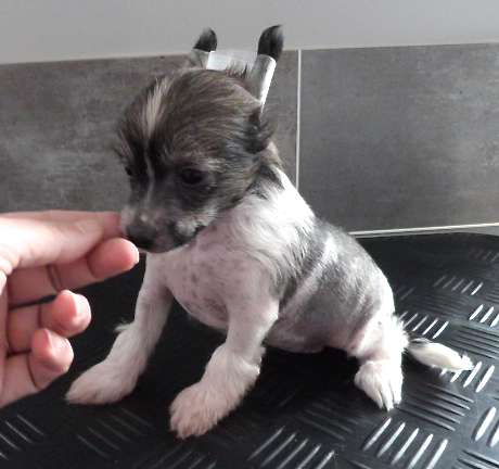 Taï Mandchou's Lutèce Softy