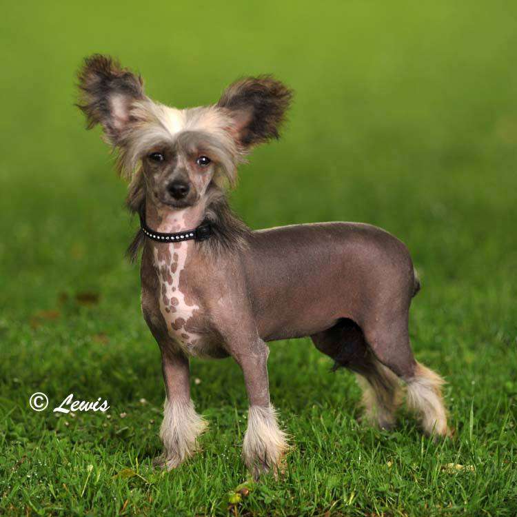 Scherzando Morgawse for Godpeakiki