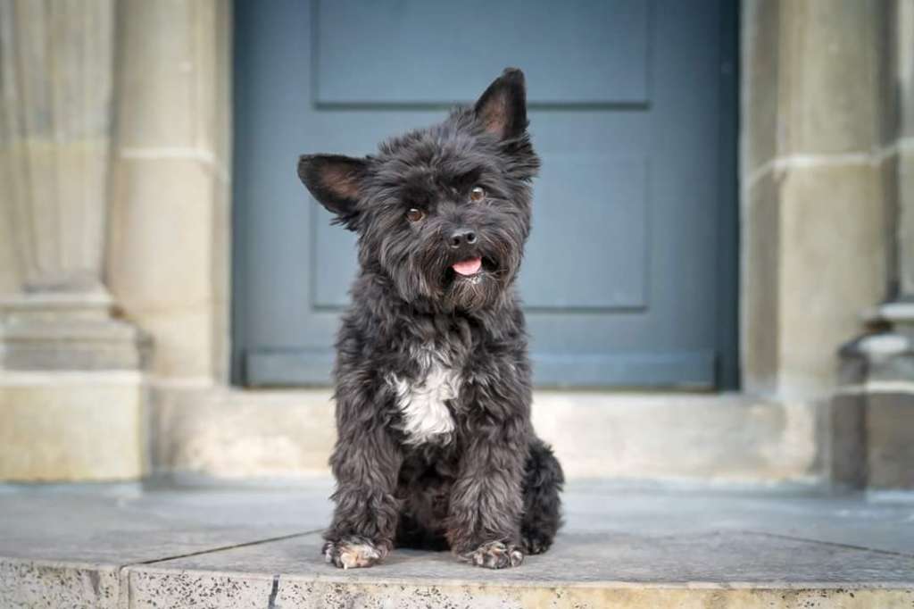 Crazy Cresteds Alito