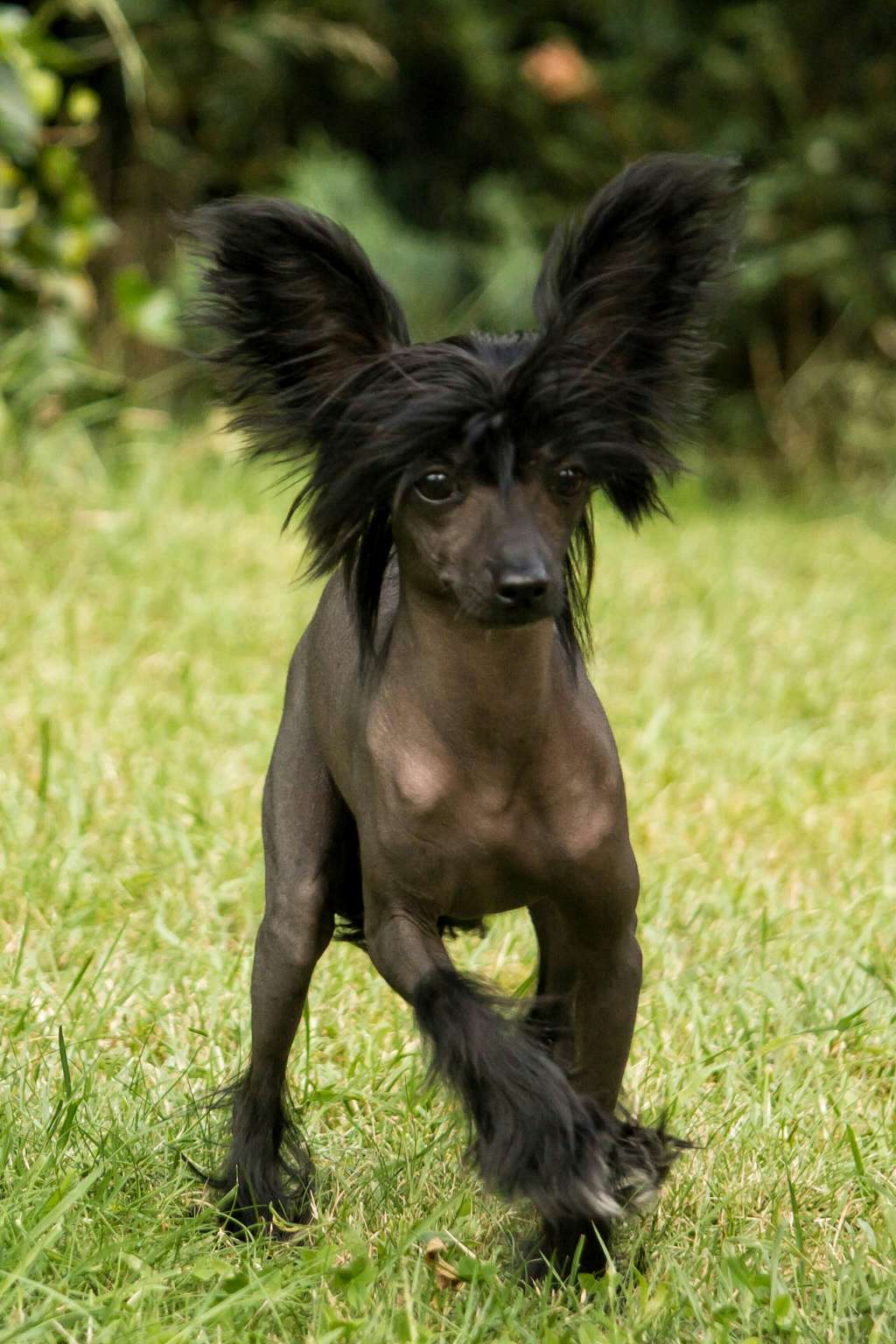 Crazy Cresteds Annabell