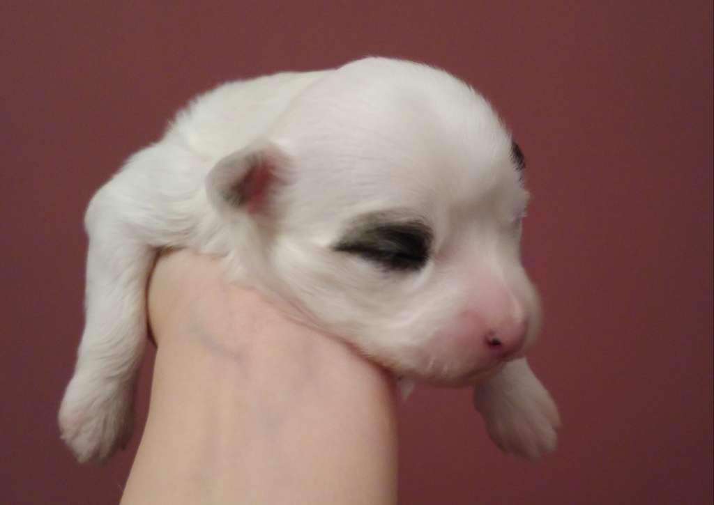 Go Comb Your Hair Della Castafiore