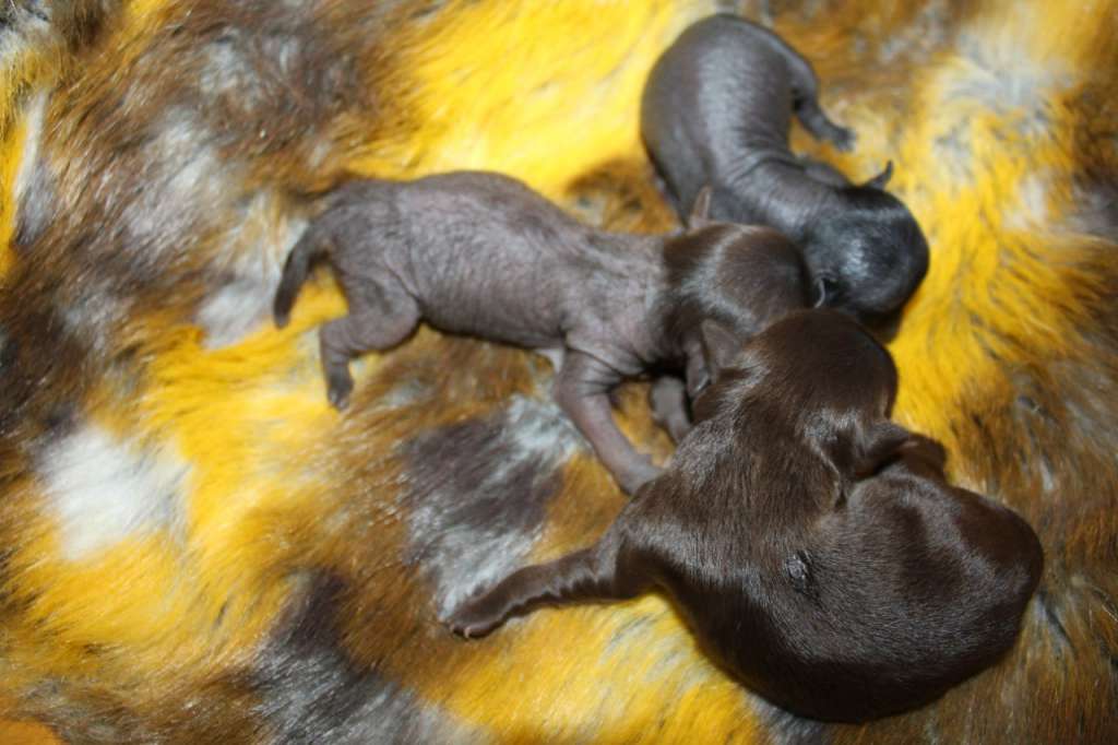 Nefritovyi Budda uslada of ozz