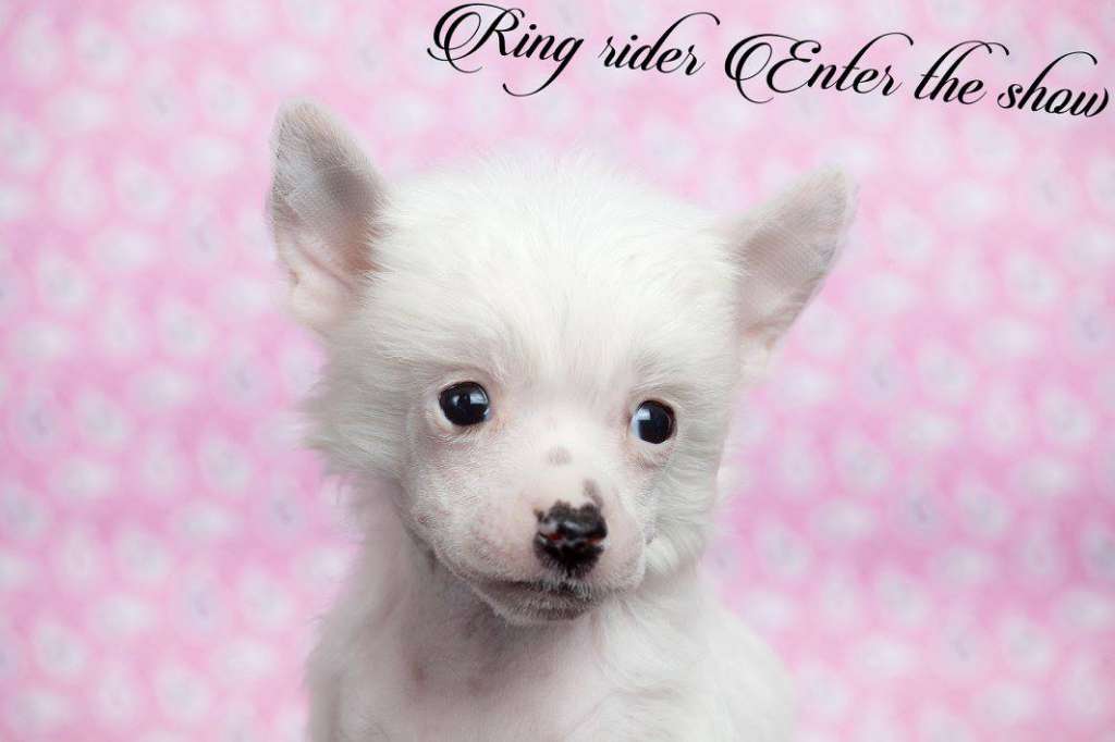 Ring rider Enter the show