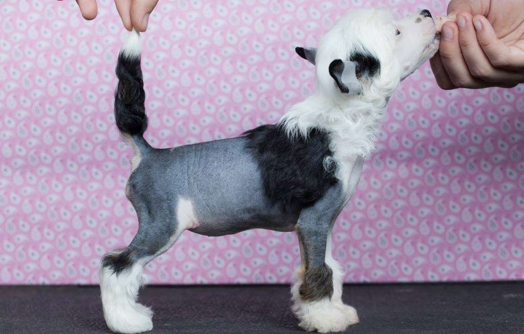 Ring rider Easy fantasy