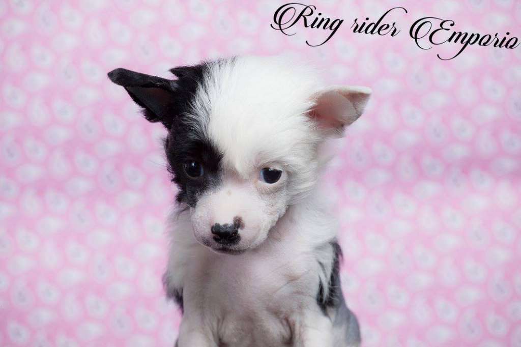 Ring rider Emporio Armani at Aurelia Karina