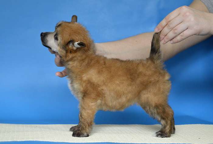 Marika Honey Fantasy