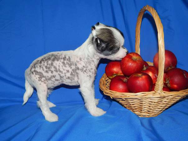 Nefritovyi Budda Felisa Victoria