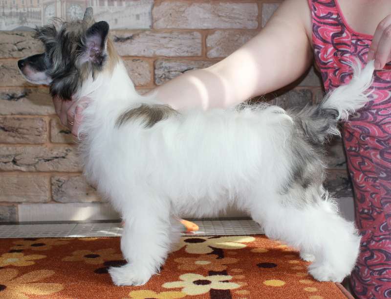 Vanilla Yummy Lillipop