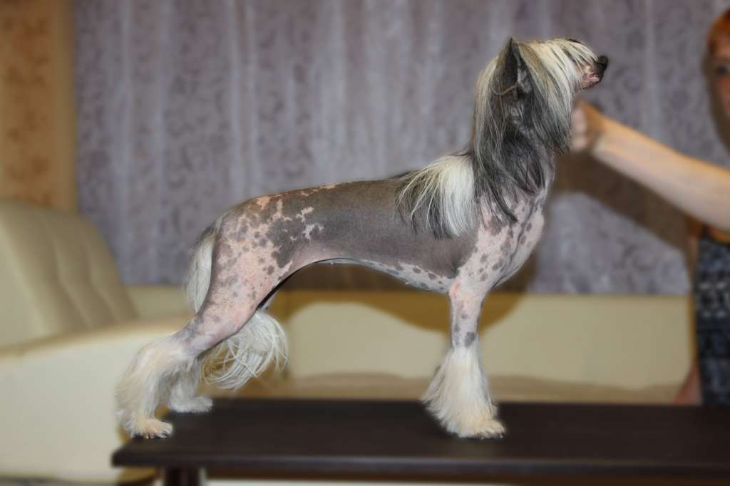 Moonlight Fantazy Almira