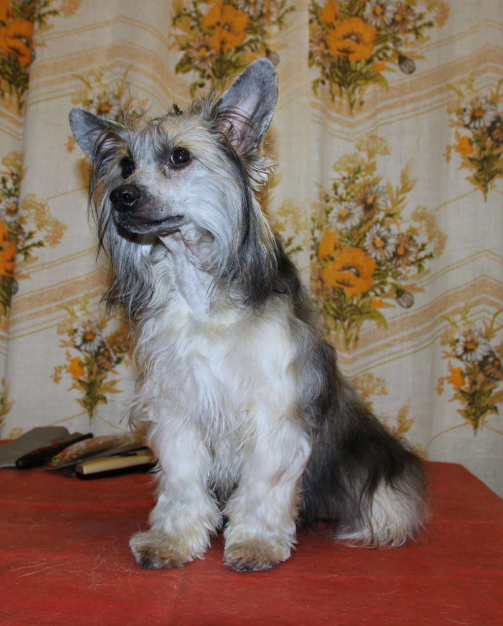 Moonlight Fantazy Aladzha