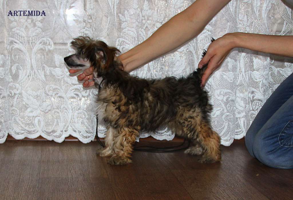 Moonlight Fantazy Artemida