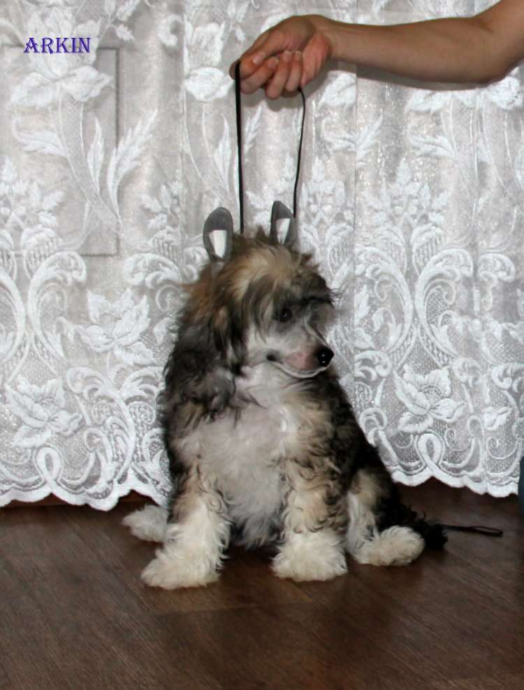 Moonlight Fantazy Arkin