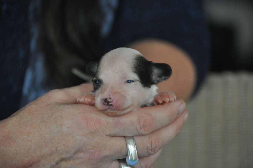 Sweety Du Pré des Trolls