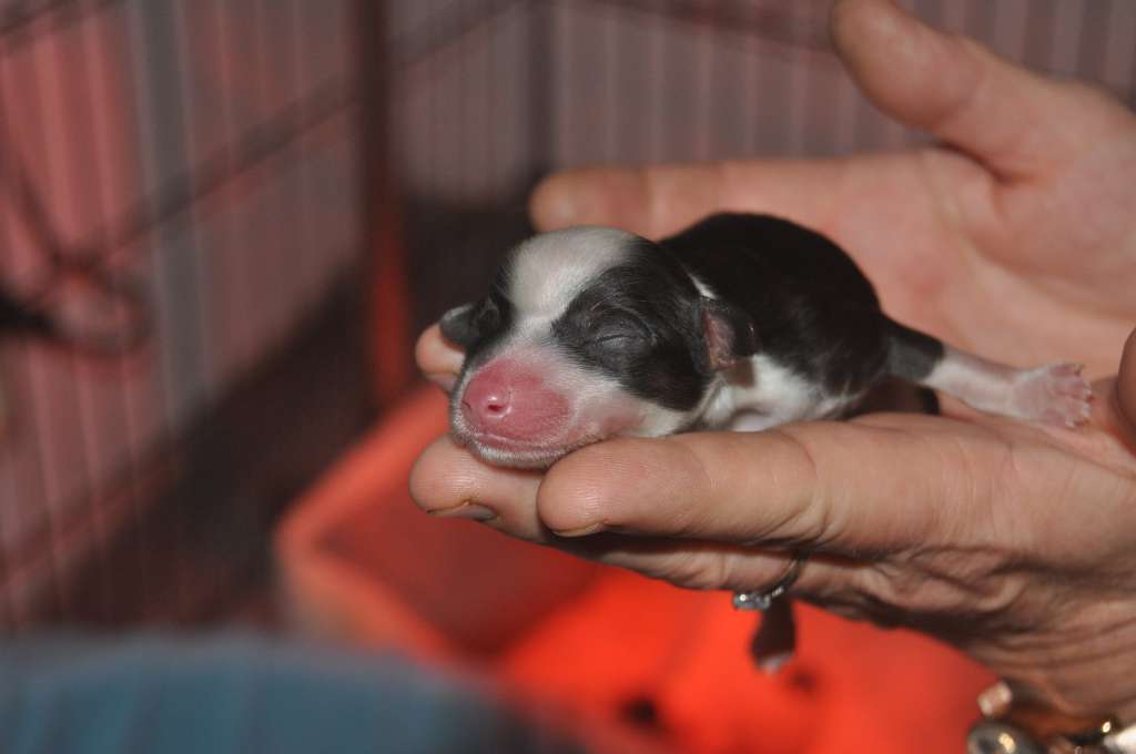 Star Du Pré des Trolls