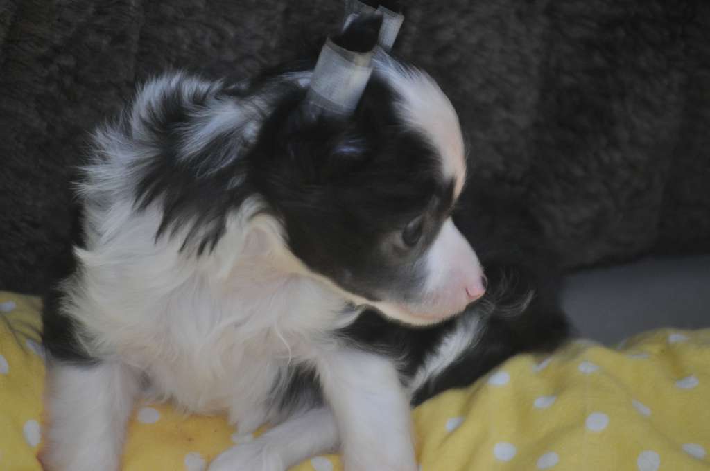 Saphir Du Pré des Trolls