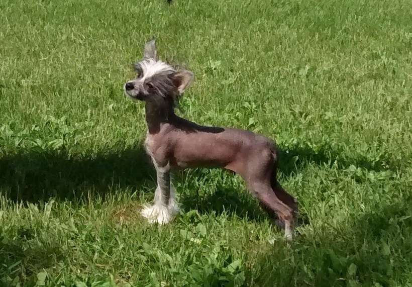 Crestyle Watch The Sparks Fly