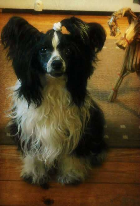 Tippytoes Sirius Black