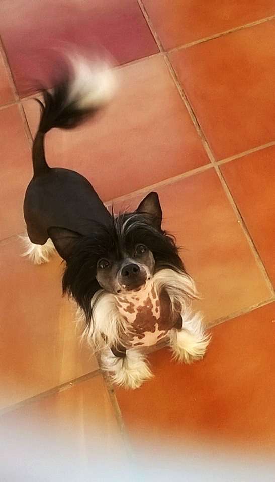 Tippytoes Fleur Delacour