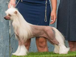 Biss Grch Cruft Qualifer Crestyle Dramatic Entranc